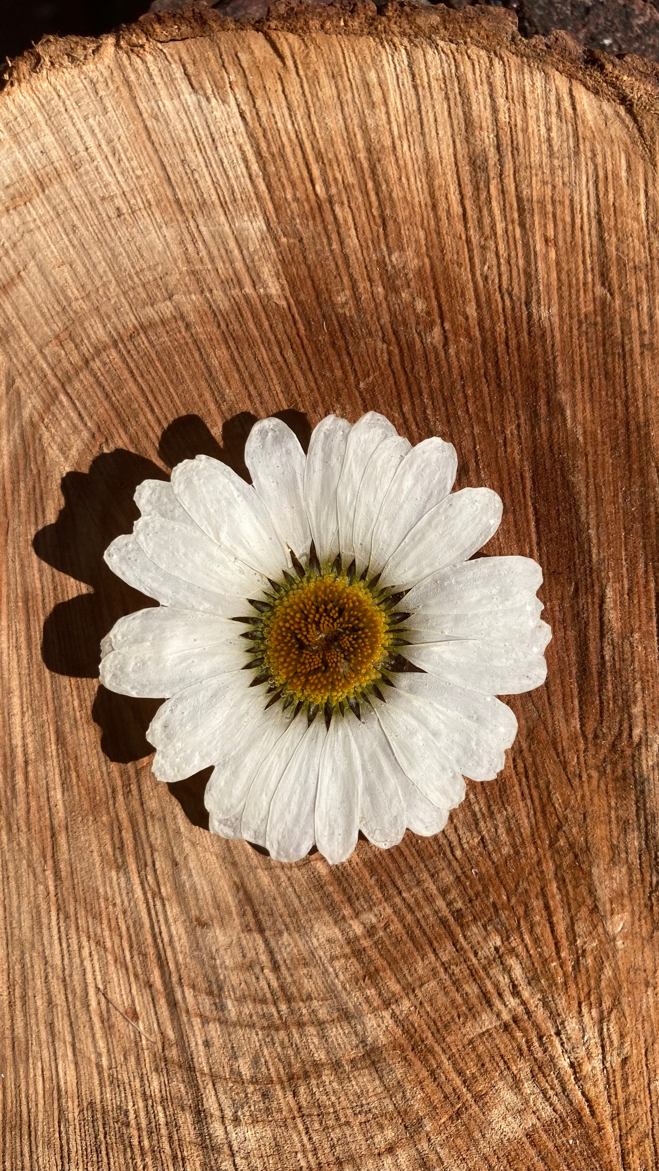 BROCHE MARGUERITE